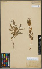 Foto von Salix alba subsp. vitellina (L.) Arcang.